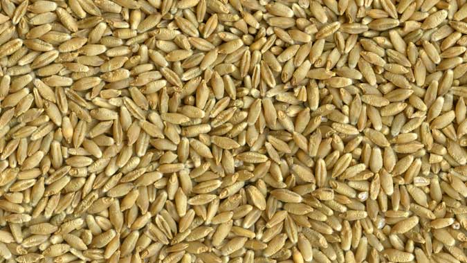 SEMILLAS Triticale es una mezcla de trigo y centeno