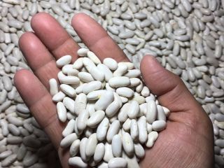 Frijoles moteados ligeros de alta calidad, bolsas de PP