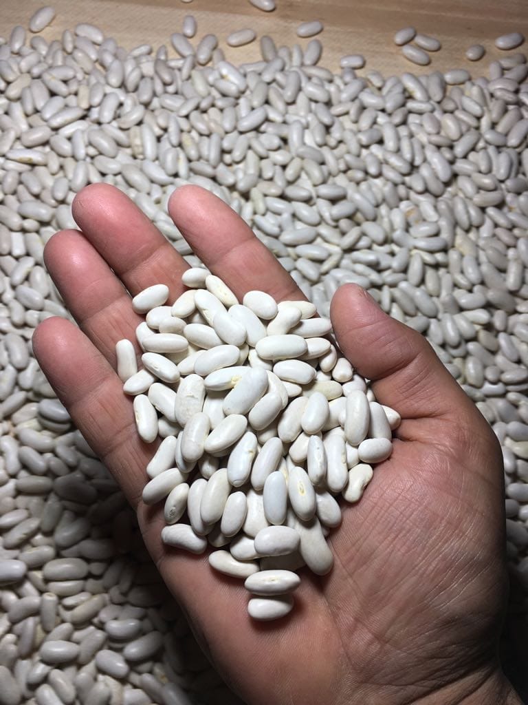 Frijoles moteados ligeros de alta calidad, bolsas de PP de tipo largo de 25/50 KG, a granel o según los requisitos del comprador