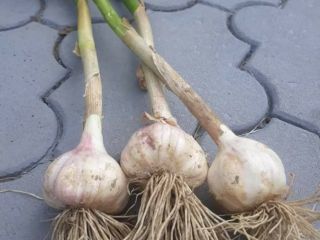 Hola, venderé ajo HARNAŚ POLACO recién cavado. 6 cm