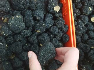 Hola, tenemos trufas de verano españolas frescas a la