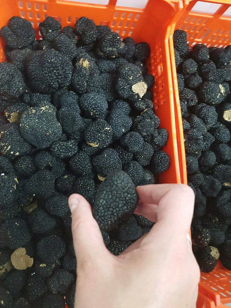 Hola, tenemos trufas de verano españolas frescas a la venta