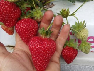 Hola, vendo la variedad de postres de fresa SanAndreas