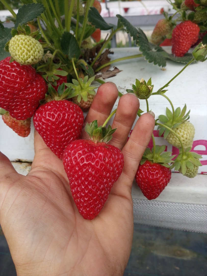 Hola, vendo la variedad de postres de fresa SanAndreas en cantidades al por mayor