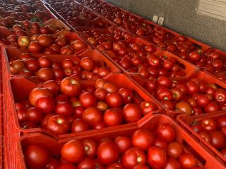 Vendo tomates al por mayor.