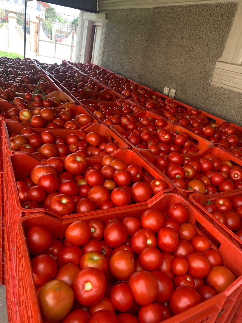 Vendo tomates al por mayor
