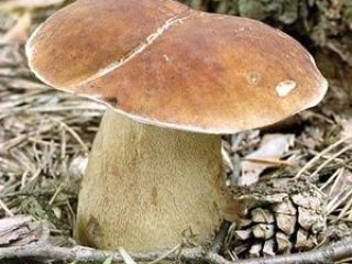 Vendo champiñones frescos porcini a diario, desde 100 kg.