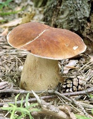 Vendo champiñones frescos porcini a diario, desde 100 kg