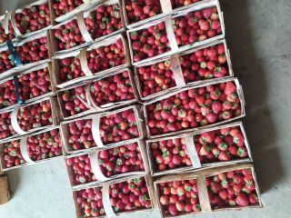 Venderé fresas frescas y sabrosas, variedad rumba, unos 50