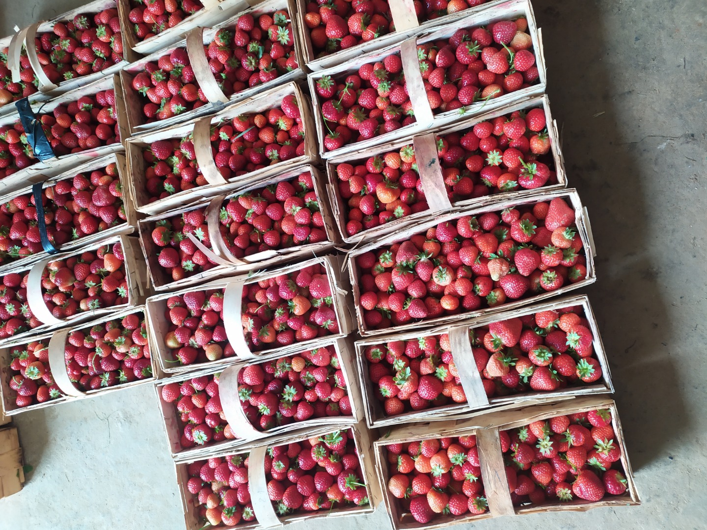 Venderé fresas frescas y sabrosas, variedad rumba, unos 50 kg