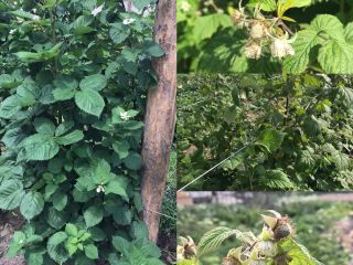 Vendo frambuesas y moras. Variedad de frambuesa Laszka y