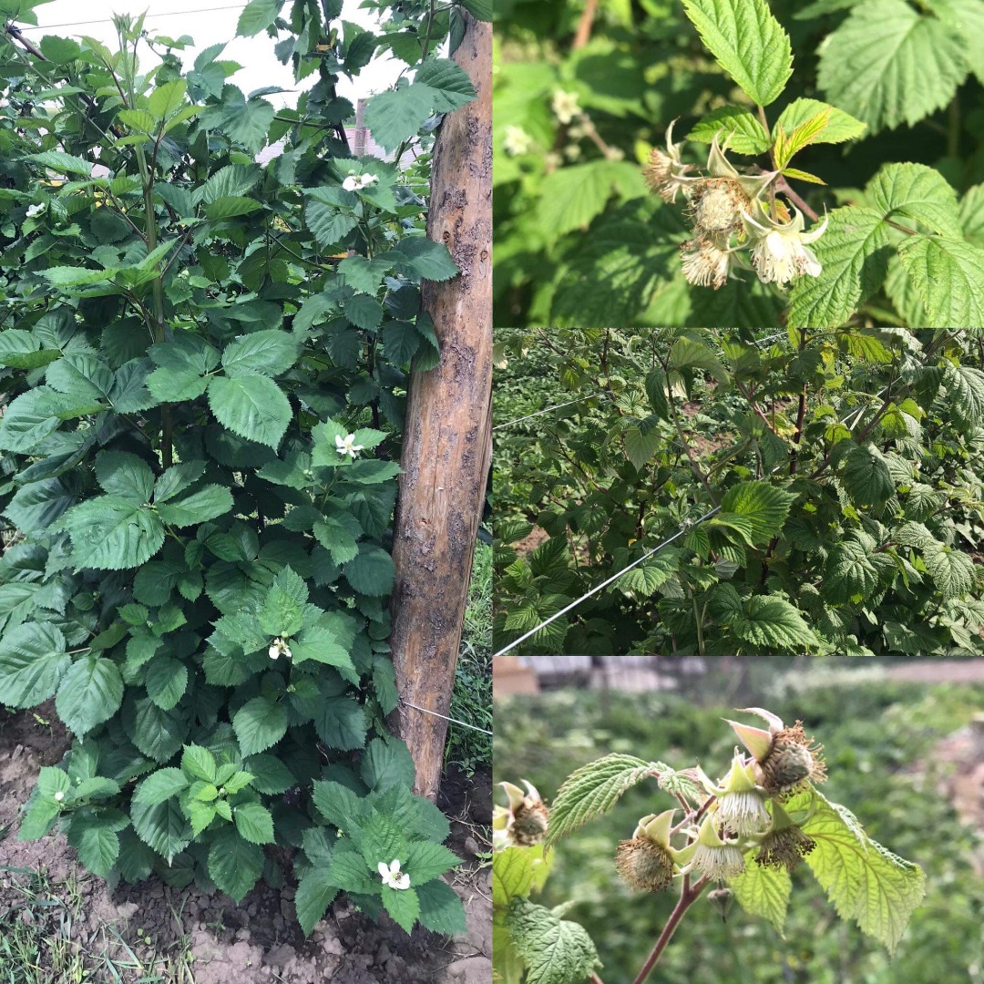 Vendo frambuesas y moras