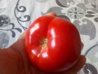 Estoy vendiendo tomates solarium