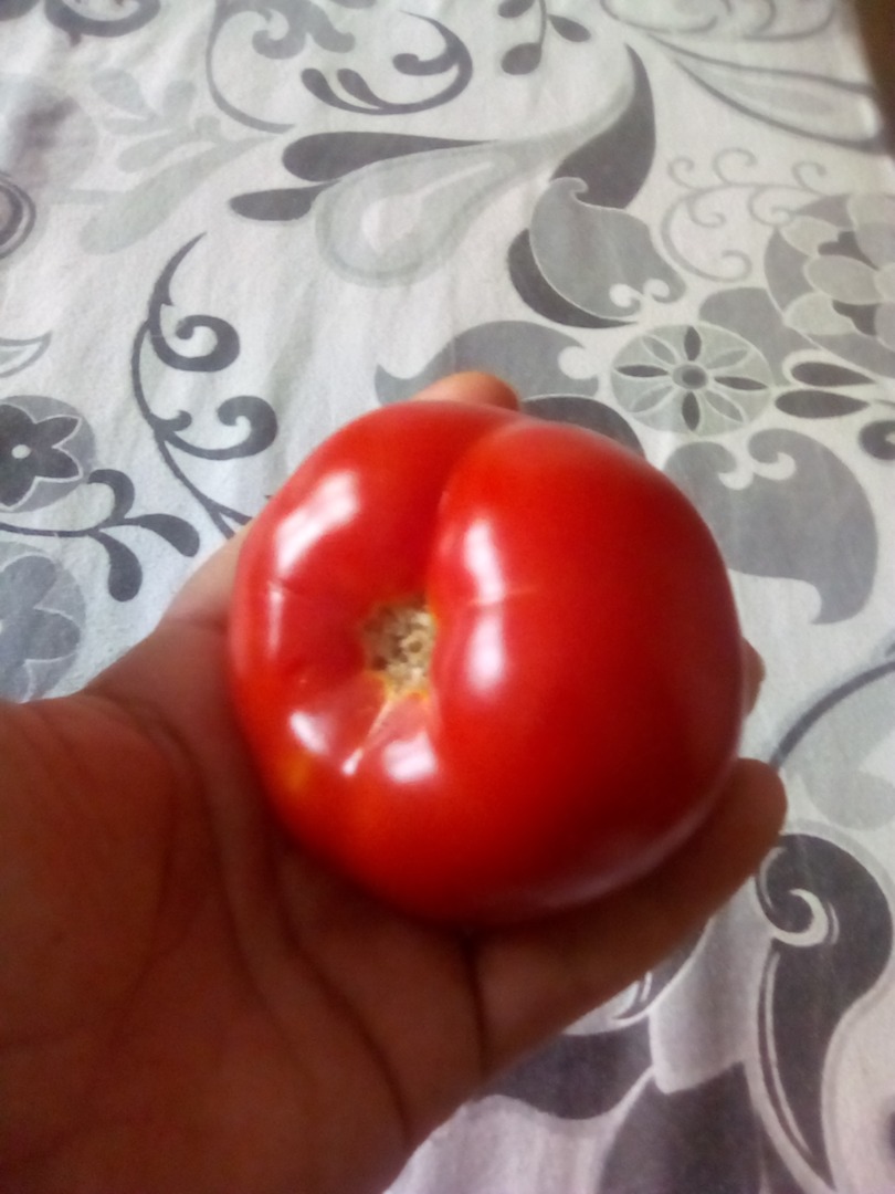 Estoy vendiendo tomates solarium