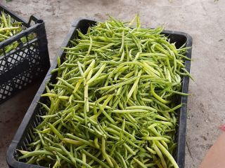 Vainas cultivadas en campo, orgánicas, libres de herbicidas y