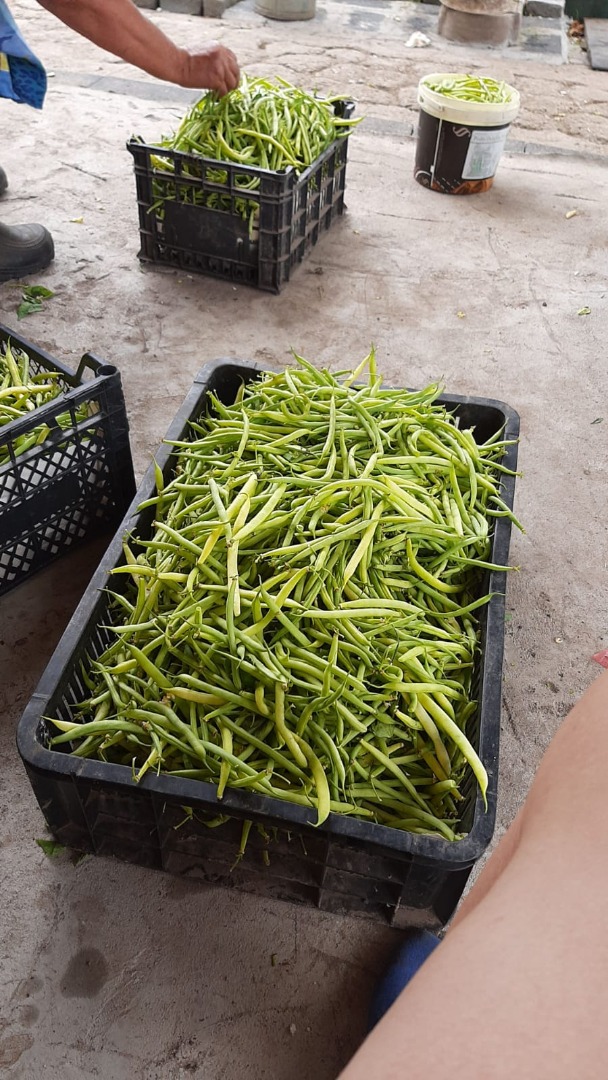 Vainas cultivadas en campo, orgánicas, libres de herbicidas y fertilizantes, cultivadas naturalmente
