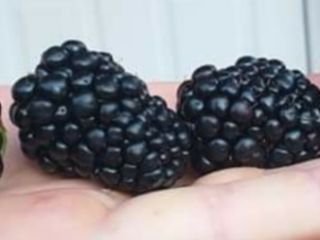 Zarzamoras a la venta (original) variedad Thonfree conocida ¡Las