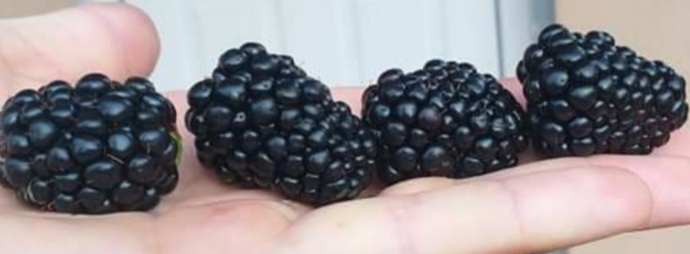 Zarzamoras a la venta (original) variedad Thonfree conocida ¡Las frutas son una delicia para la lengua, son súper sabrosas, fragantes y tienen una apariencia