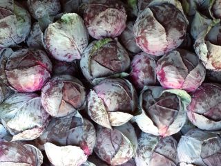 Col roja a la venta, limpia, de calidad rumana.