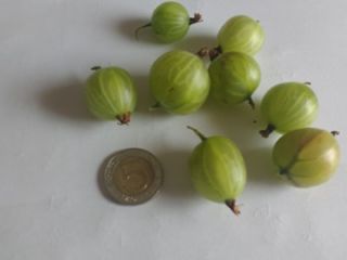 Triunfo blanco de plantación