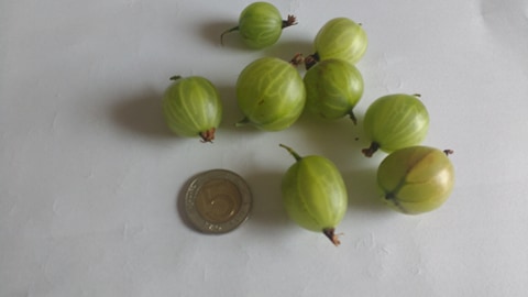 Triunfo blanco de plantación