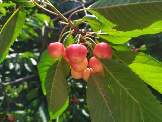 Venderé cerezas blancas.