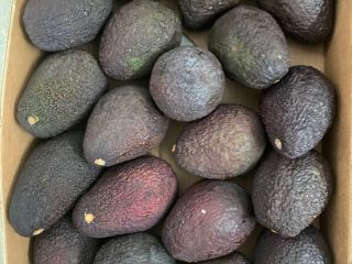 Aguacate HASS en venta minorista / mayorista. Posible cantidad
