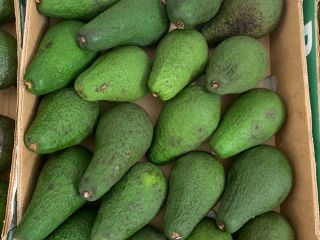 Aguacates Zielone en venta minorista / mayorista. Posible cantidad