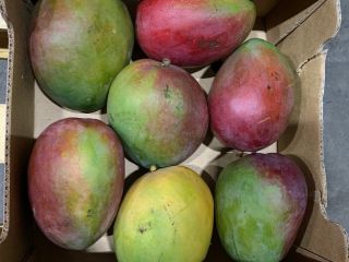 MANGO en venta minorista / mayorista. Posible cantidad de