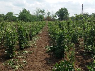 Vendo moras 50-100 kg cada 48 horas, en el