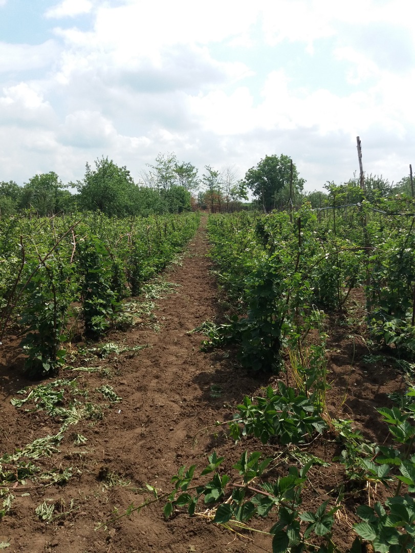 Vendo moras 50-100 kg cada 48 horas, en el condado de Galati, comuna de Liești