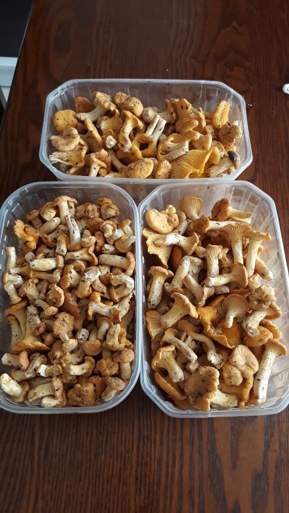 Venderé setas frescas en este momento, este es un producto de rebozuelos que proviene de los bosques del bosque primitivo de Kozienice