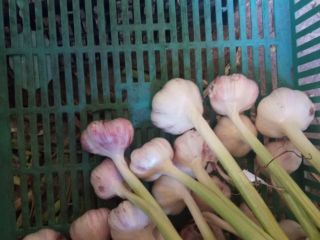 Hola, tengo que vender grandes cantidades de variedad harnaś