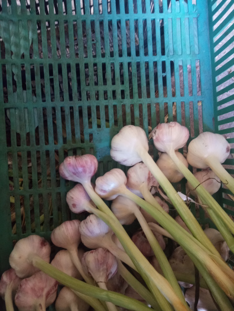Hola, tengo que vender grandes cantidades de variedad harnaś de ajo de invierno