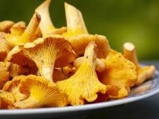 Rebozuelos en venta. Producto fresco y ecológico.