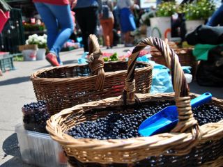 Venderé arándanos recogidos a mano, 19 PLN por kg.