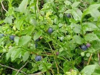 Venderé arándanos frescos, 17 PLN / kg.