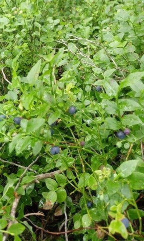 Venderé arándanos frescos, 17 PLN / kg