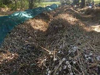 Venderé ajo orgánico para siembra, comercial y de baja