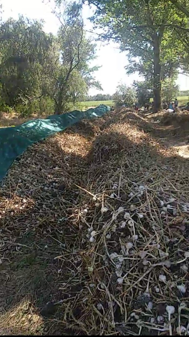 Venderé ajo orgánico para siembra, comercial y de baja calidad para el procesamiento