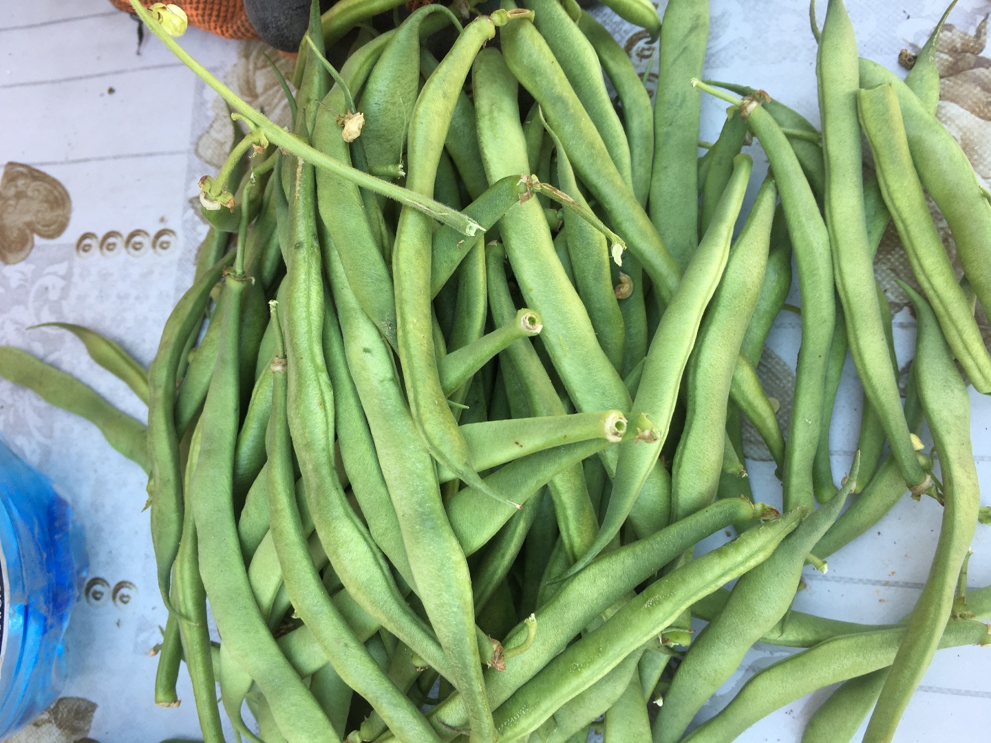 Frijoles en bruto en venta