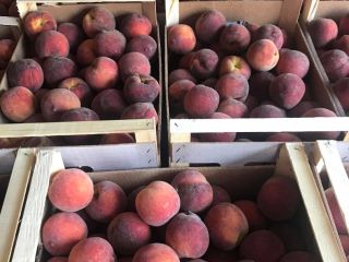 Melocotones Red Heaven 67+ y nectarinas Big Top 67+.
