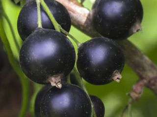 Hola, venderé - escogido a mano - grosella negra.