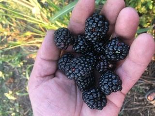 Blackberryes a la venta. Variedad sin espinas. Número de
