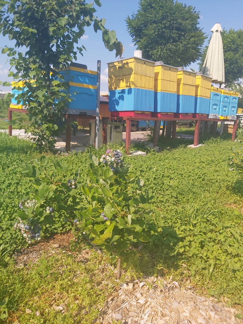 Venderé arándanos