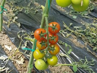 vender tomates (tomates) variedad cristal f1, cantidades variables ...