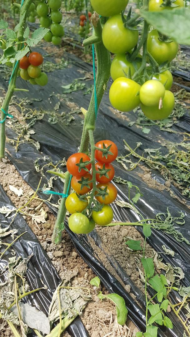 vender tomates (tomates) variedad cristal f1, cantidades variables ..
