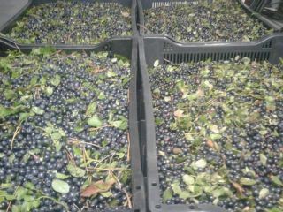 Venderé bayas negras frescas, bayas del bosque, crudo. Cajas