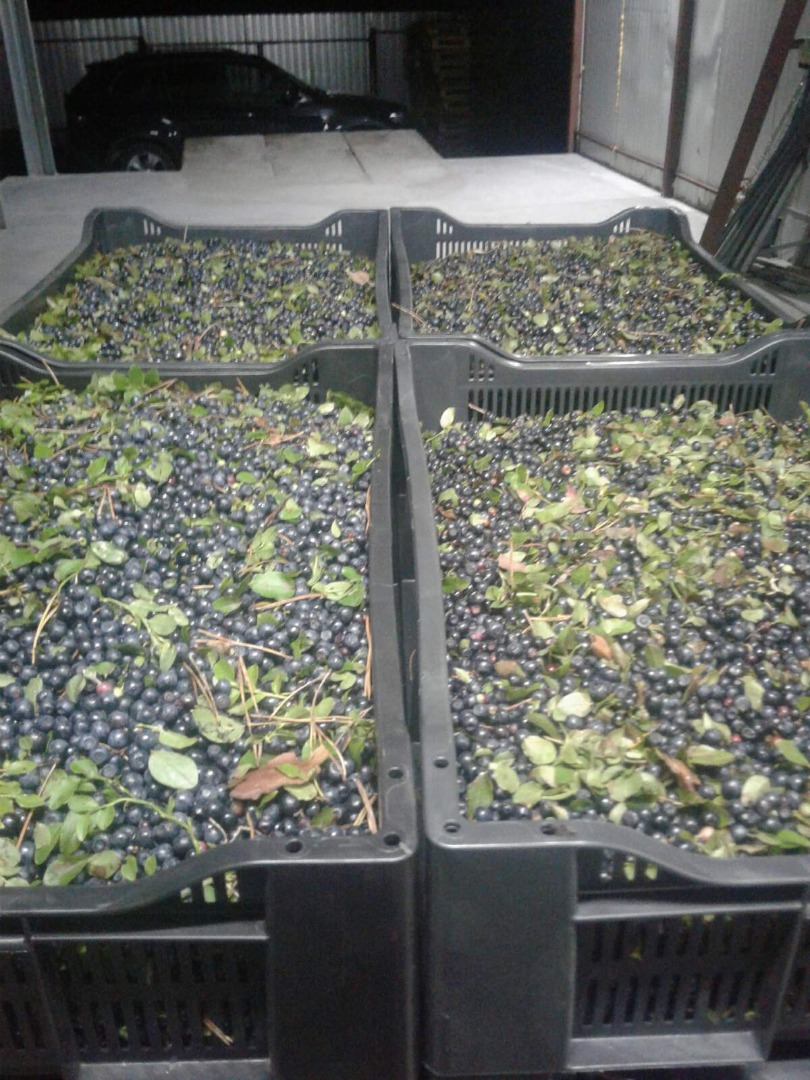 Venderé bayas negras frescas, bayas del bosque, crudo