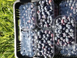 Venderé Blueberry Frutas recién cosechadas. Plantación de 11 ha.